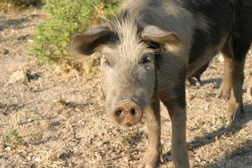 sardinian pig