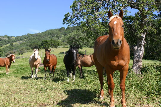 colored horses