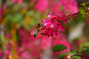 abeille butineuse1