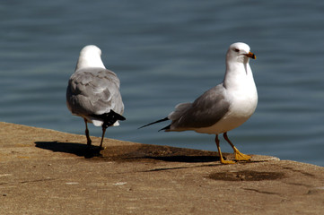 navy pier seagulls