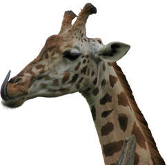 girafle a la langue crochet