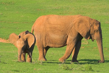 elephant mother & baby