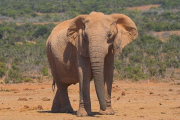 Fototapeta na wymiar Słonia kobiet