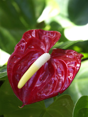 anthurium