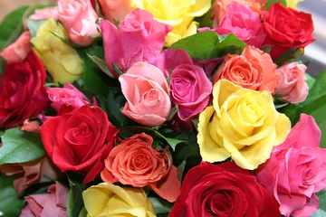 Photo sur Plexiglas Roses des roses