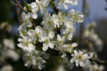 prunier en fleurs