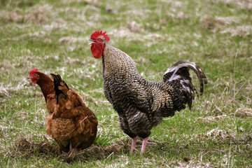 a cock with a hen on green grass