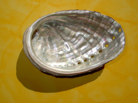coquille d'ormeau