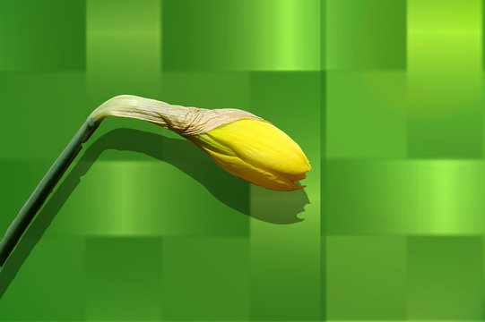 Daffodil Bud