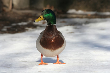 duck