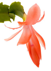 pink cactus flower