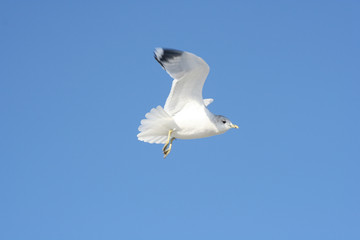 bird in flight