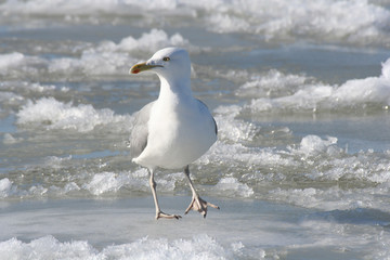 seagull on ice