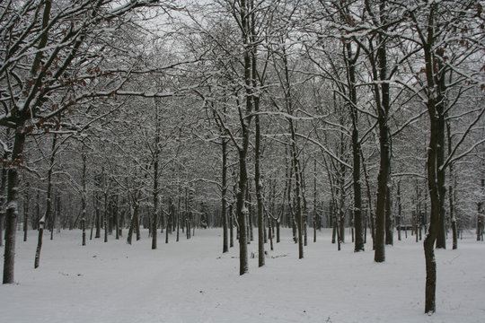Fototapeta winter scene