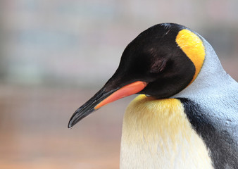 penguin sleeping