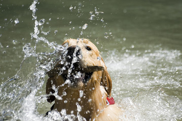 golden retriever playing in the water 6