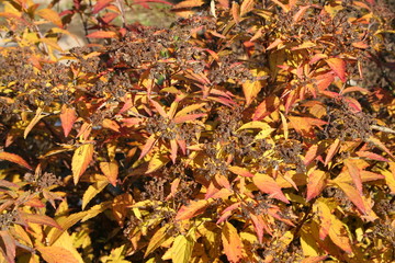 couleurs orange d'automne