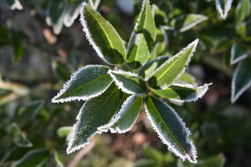 plante givrée