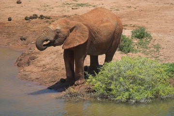 thirsty elephant