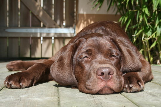 2 945 Best Chiot Labrador Images Stock Photos Vectors Adobe Stock 2 945 Best Chiot Labrador Images Stock Photos Vectors Adobe Stock
