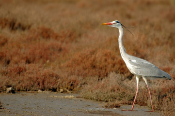 heron cendré en largeur