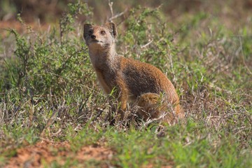 yellow mongoose