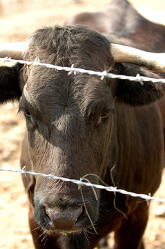 vachette camarguaise barbelet