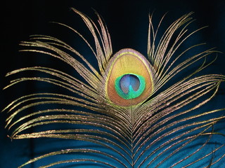 peacock feather