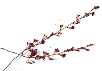 Crédence en verre imprimé Fleur de cerisier fleur de cerisier