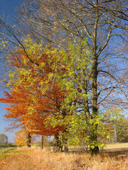 Fototapeta na wymiar autumn trees landscape