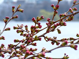 rote knospen