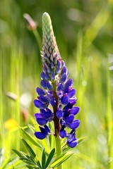 blaue lupine