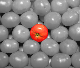 vegetable - tomato isolated