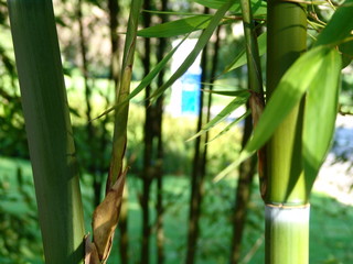 Fototapeta premium bambou