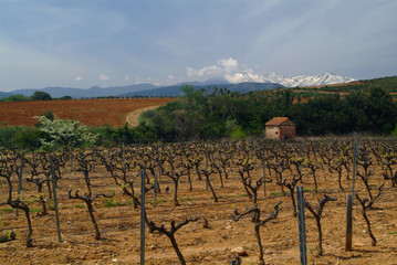 vignes devant le canigou