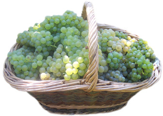 panier de raisins