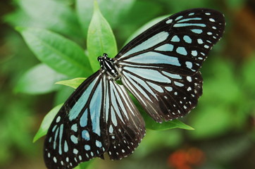 Fototapeta na wymiar mr butterfly