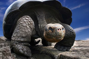 Foto op Canvas galapagos turtle © Alexander