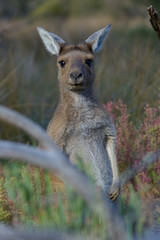 Naklejka na ściany i meble kangur