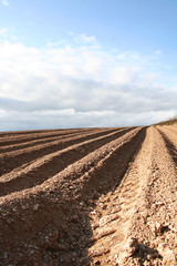 ploughed field furrows