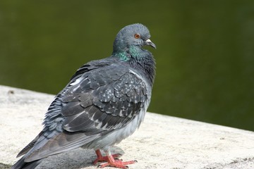 pigeon sauvage