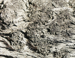 grey swirls of bark