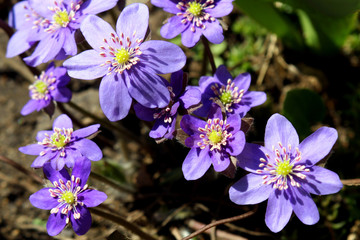 spring flowers in a garden.