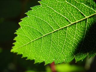 leaf