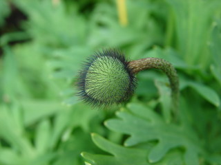 flower pod