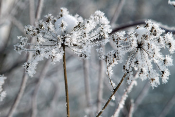 snowflakes on plants