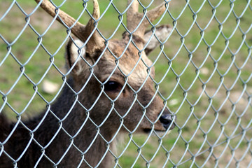cerf en captivité