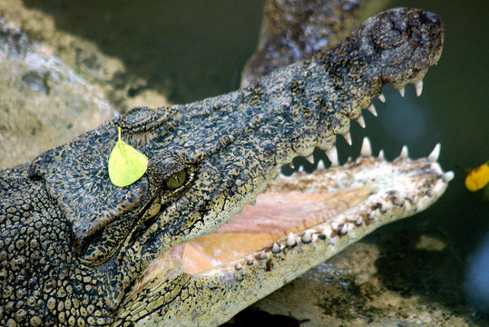 hungry crocodile in the thailand
