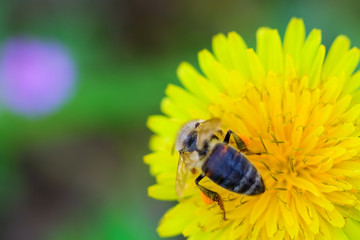 bee collecting honey from a dandelion flower