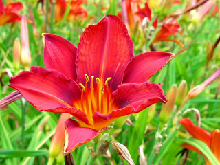 flower red yellow azalea